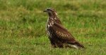 Myszołów zwyczajny, myszołów (Buteo buteo)