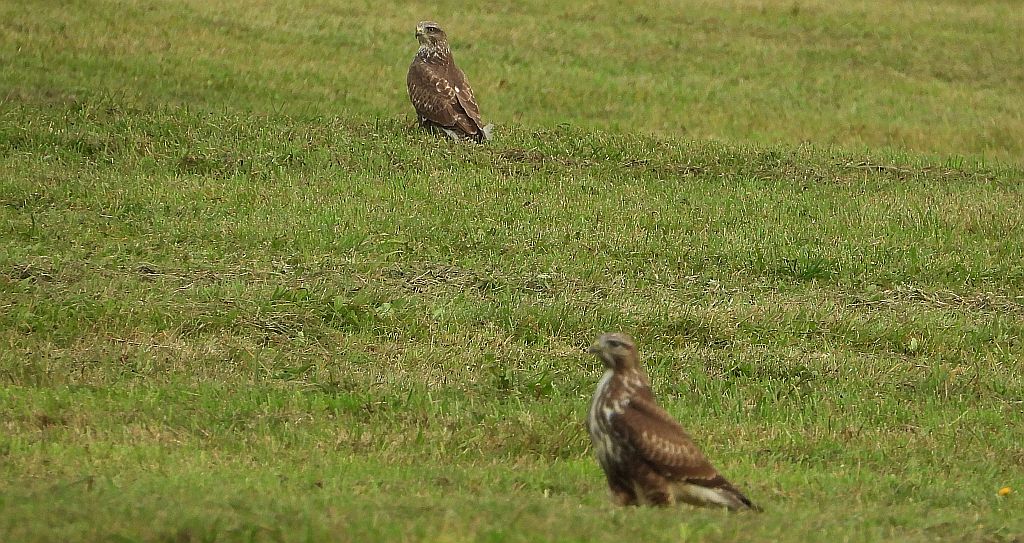 Myszołów zwyczajny, myszołów (Buteo buteo)