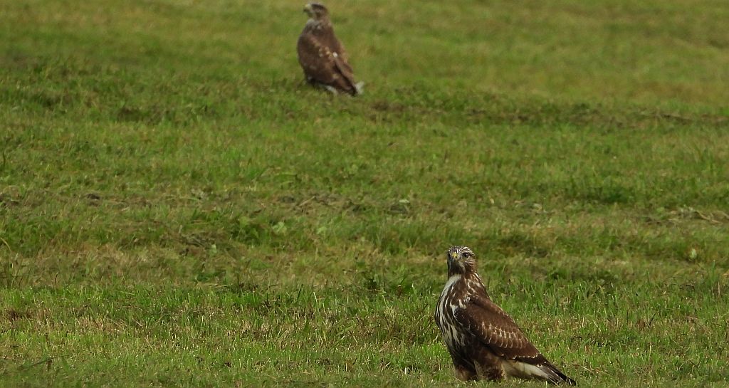 Myszołów zwyczajny, myszołów (Buteo buteo)