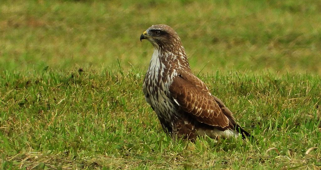 Myszołów zwyczajny, myszołów (Buteo buteo)