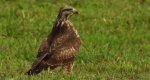Myszołów zwyczajny, myszołów (Buteo buteo)