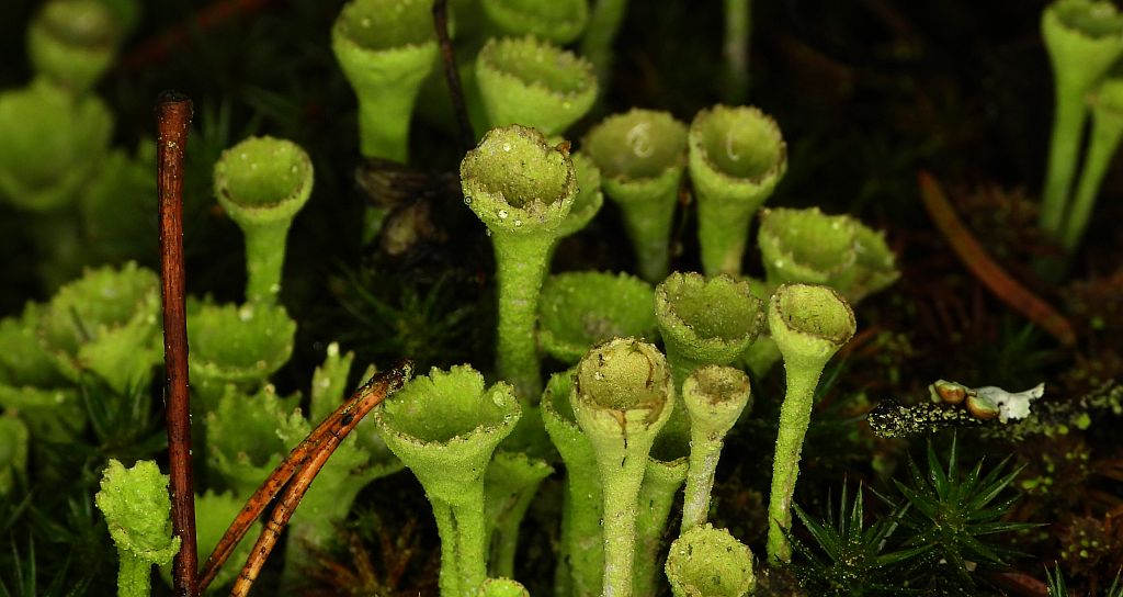 Chrobotek strzępiasty (Cladonia fimbriata)
