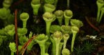 Chrobotek strzępiasty (Cladonia fimbriata)