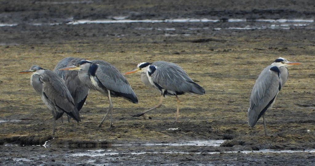 Czapla siwa (Ardea cinerea)