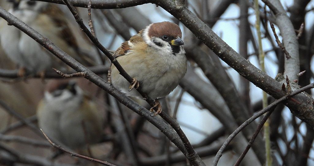 Mazurek (Passer montanus)