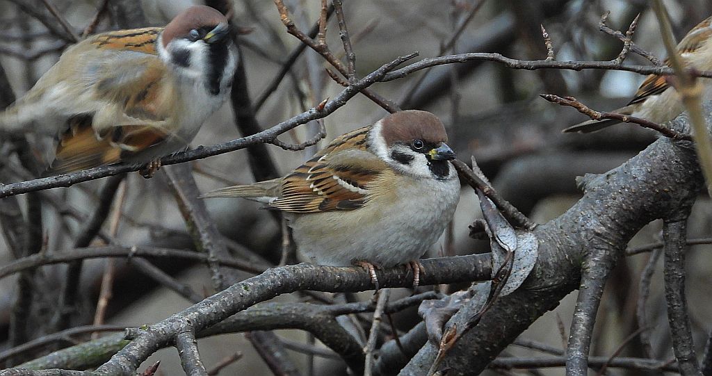 Mazurek (Passer montanus)
