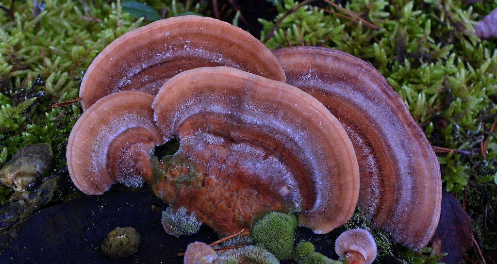 Gmatwica trójbarwna (Daedaleopsis tricolor)