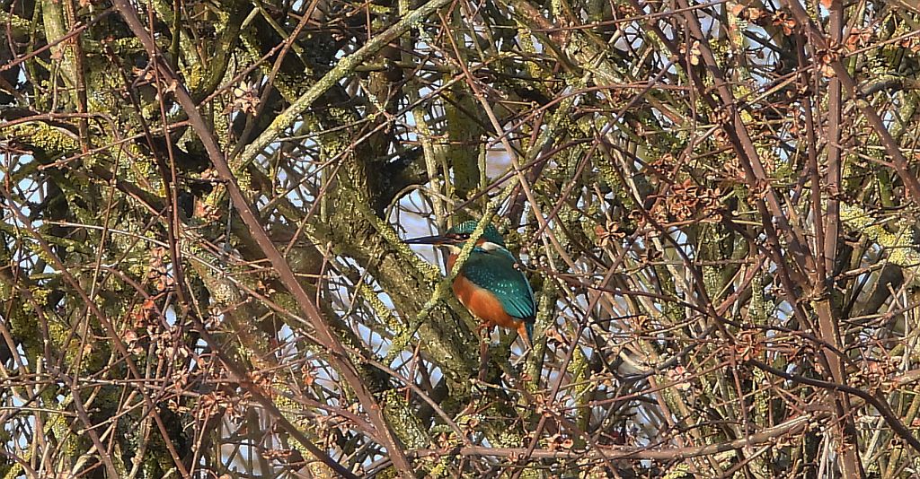 Zimorodek zwyczajny, zimorodek (Alcedo atthis)