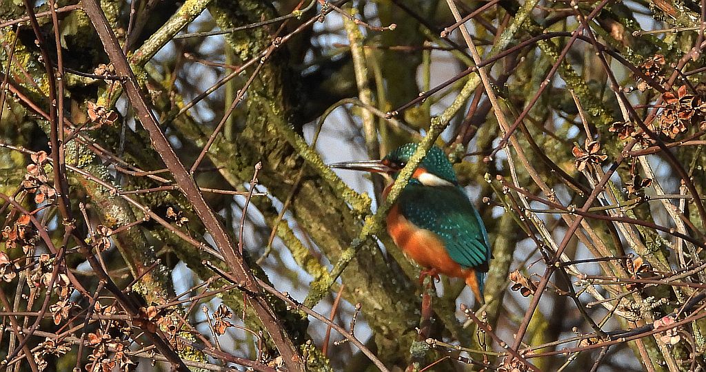 Zimorodek zwyczajny, zimorodek (Alcedo atthis)