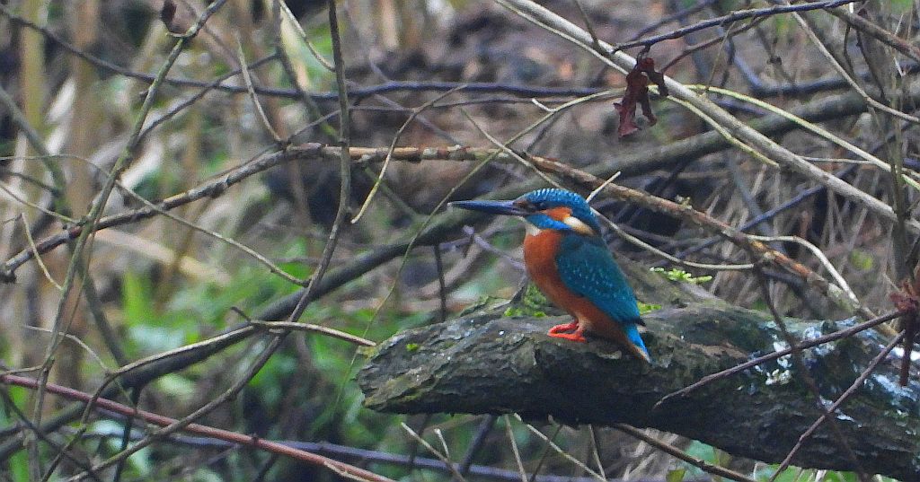 Zimorodek zwyczajny, zimorodek (Alcedo atthis)