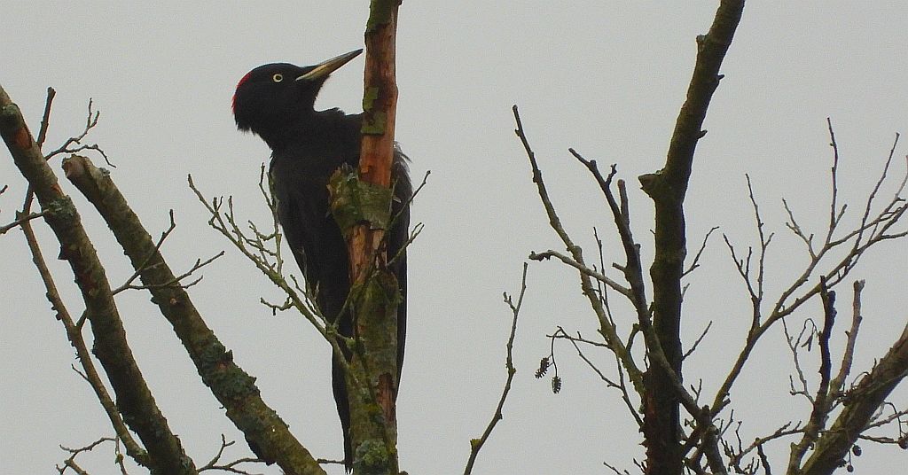 Dzięcioł czarny (Dryocopus martius)
