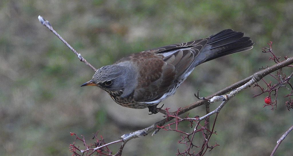 Kwiczoł (Turdus pilaris)