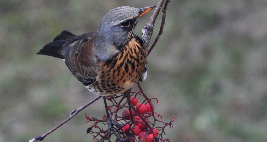 Kwiczoł (Turdus pilaris)