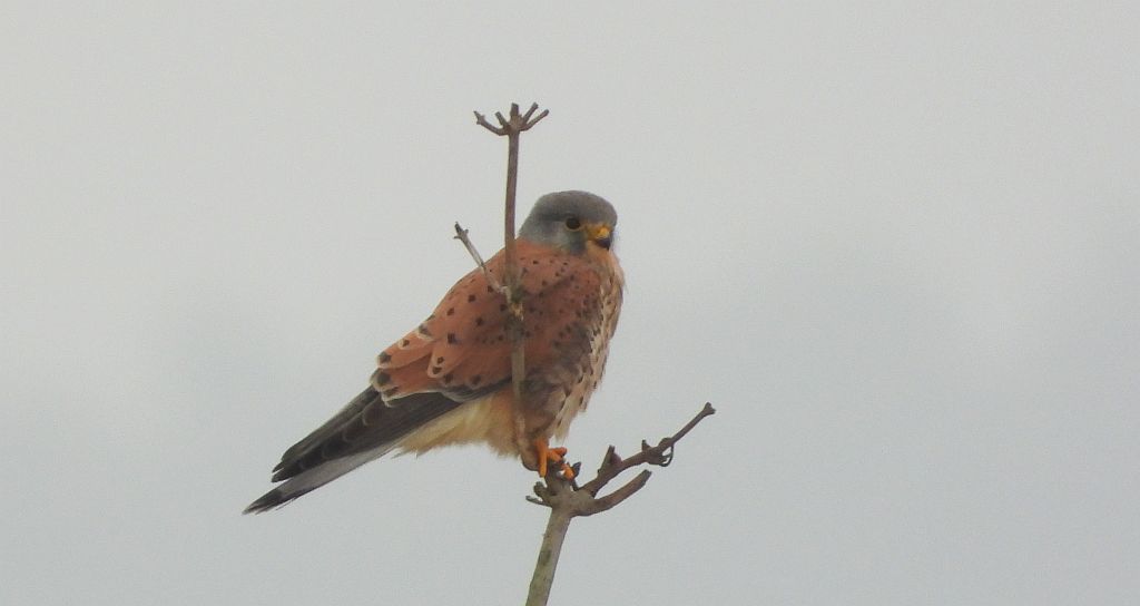 Pustułka (Falco tinnunculus)