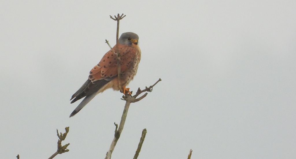 Pustułka (Falco tinnunculus)