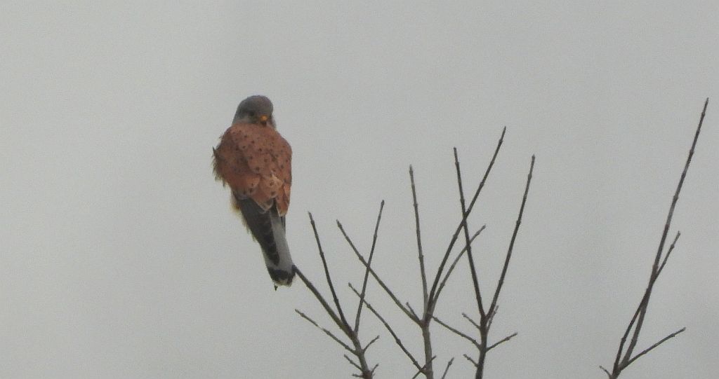 Pustułka (Falco tinnunculus)