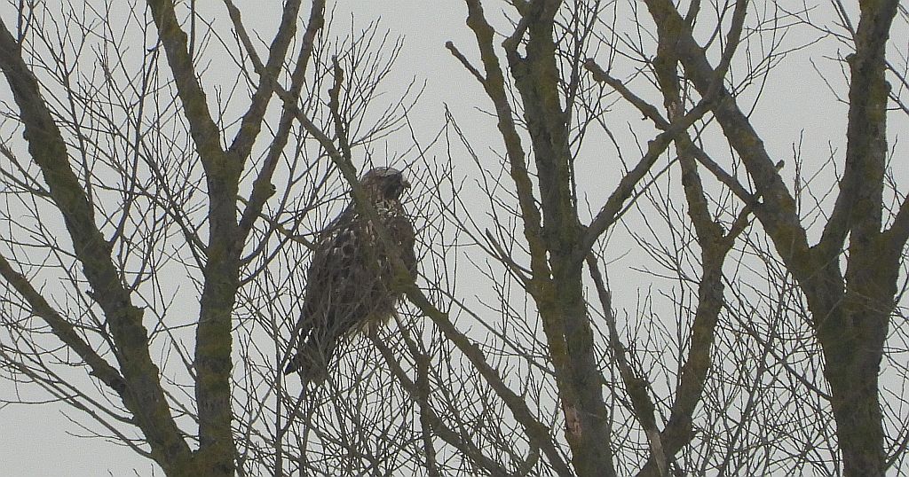 Myszołów włochaty (Buteo lagopus)