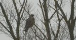 Myszołów włochaty (Buteo lagopus)