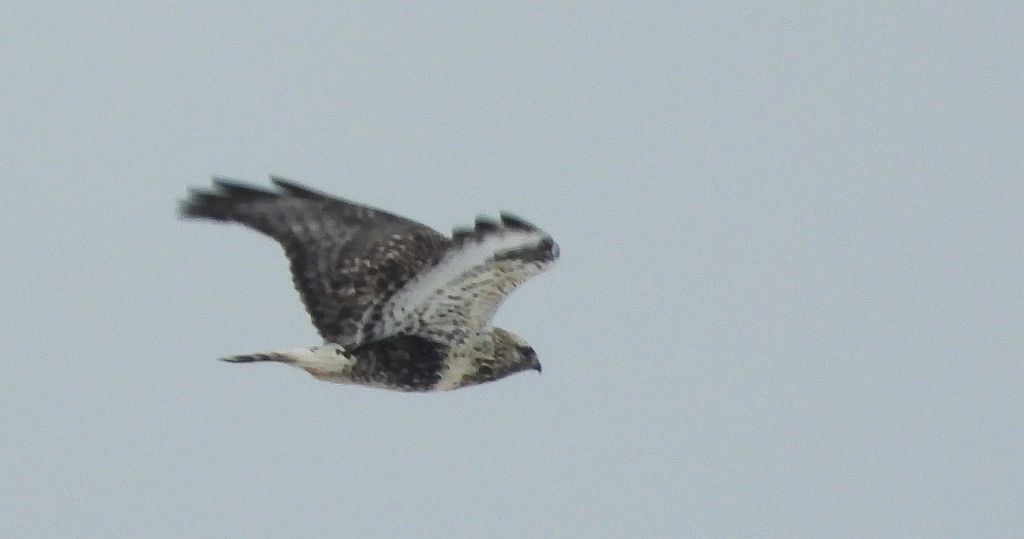 Myszołów włochaty (Buteo lagopus)