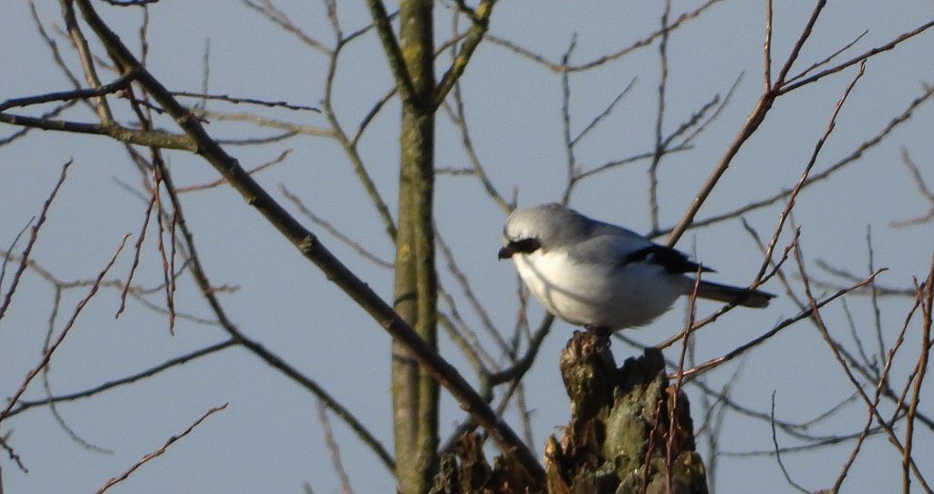 Srokosz, dzierzba srokosz (Lanius excubitor)