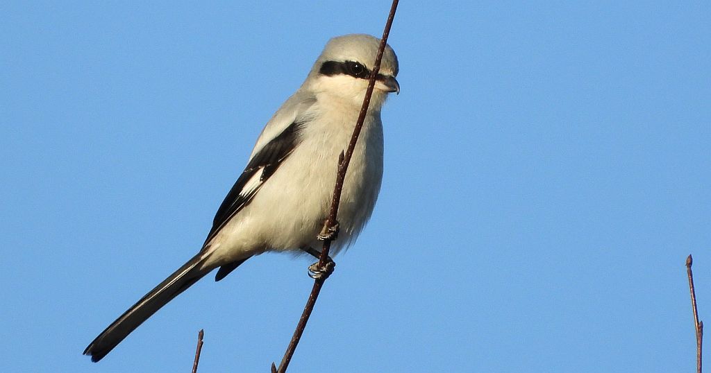 Srokosz, dzierzba srokosz (Lanius excubitor)
