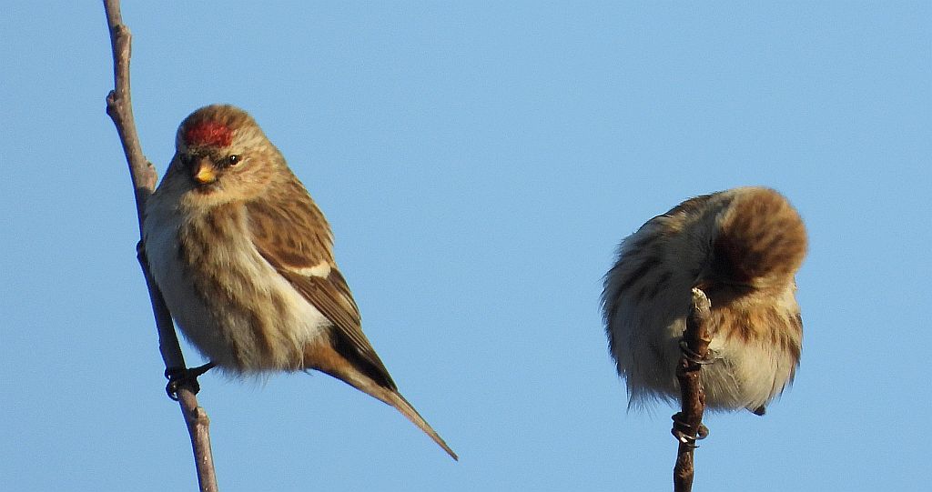 Czeczotka zwyczajna, czeczotka (Acanthis flammea)