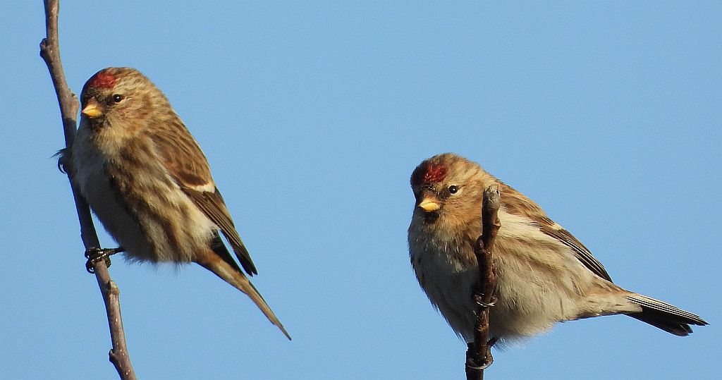 Czeczotka zwyczajna, czeczotka (Acanthis flammea)