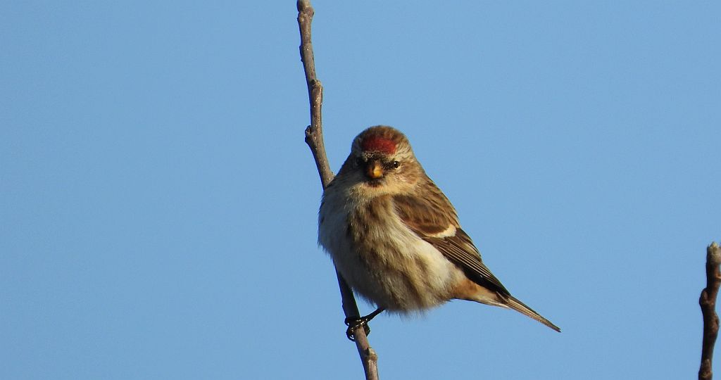 Czeczotka zwyczajna, czeczotka (Acanthis flammea)