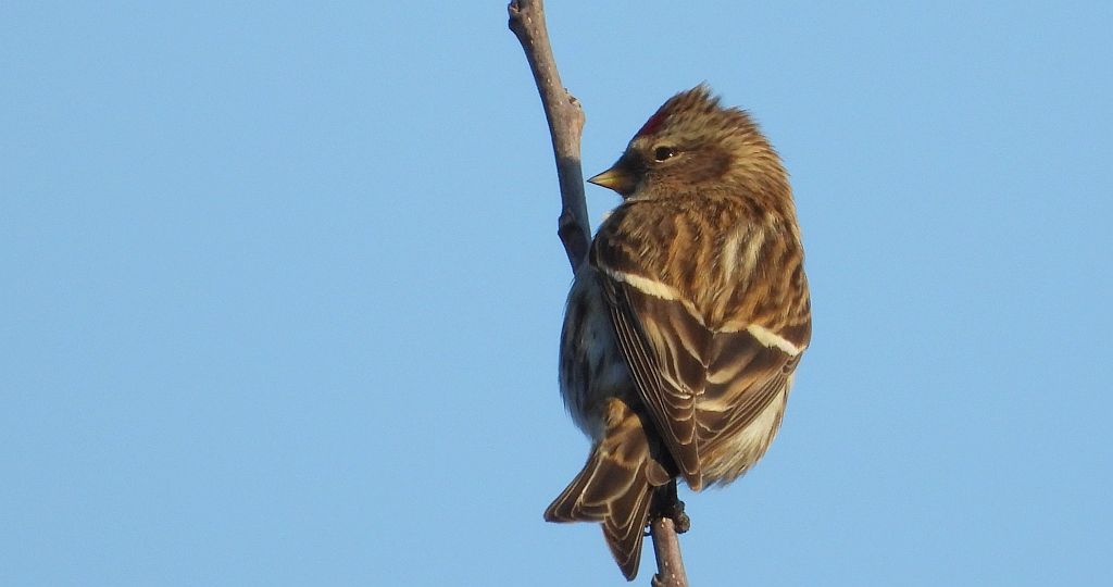 Czeczotka zwyczajna, czeczotka (Acanthis flammea)