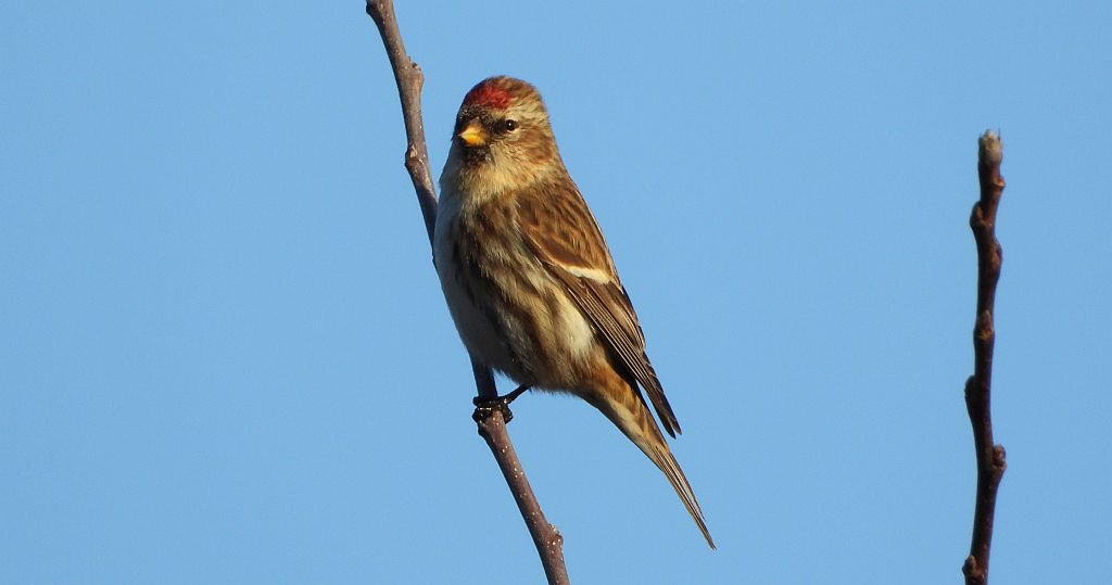 Czeczotka zwyczajna, czeczotka (Acanthis flammea)