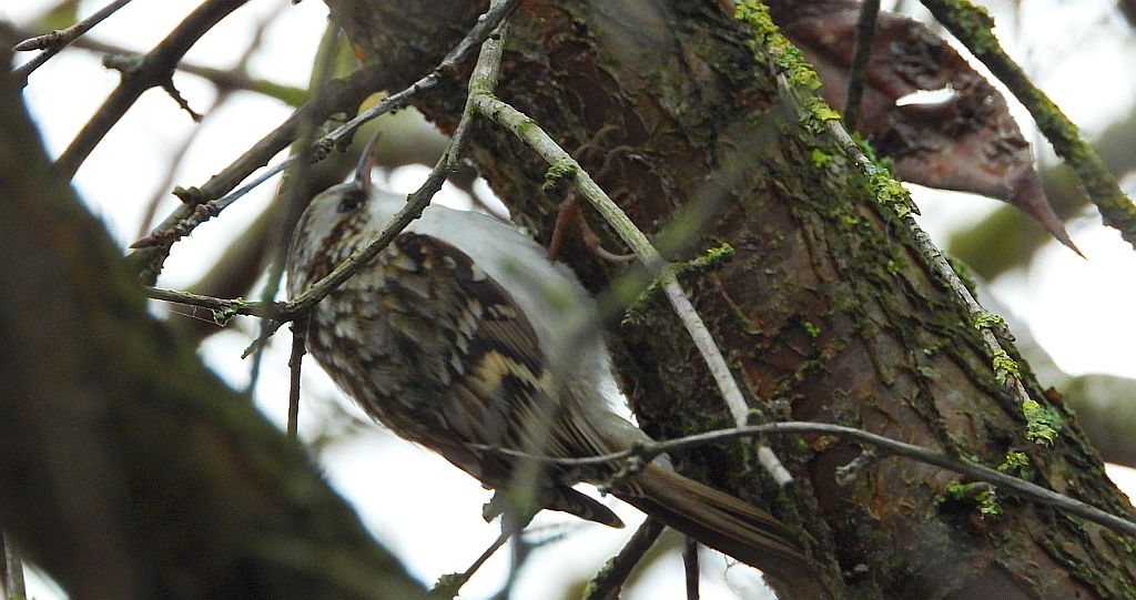 Pełzacz leśny (Certhia familiaris)