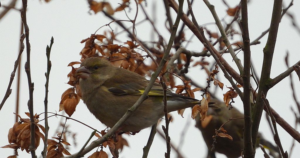 Dzwoniec zwyczajny, dzwoniec (Chloris chloris)