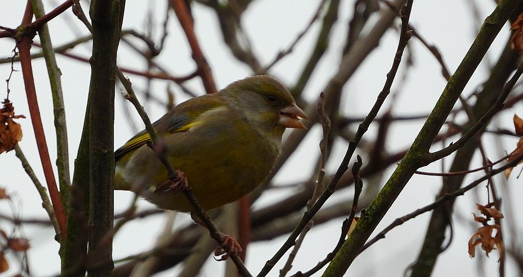 Dzwoniec zwyczajny, dzwoniec (Chloris chloris)