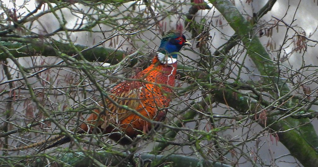 Bażant zwyczajny, bażant (Phasianus colchicus)