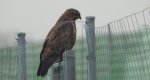 Myszołów zwyczajny, myszołów (Buteo buteo)