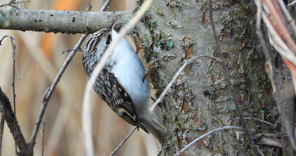 Pełzacz leśny (Certhia familiaris)