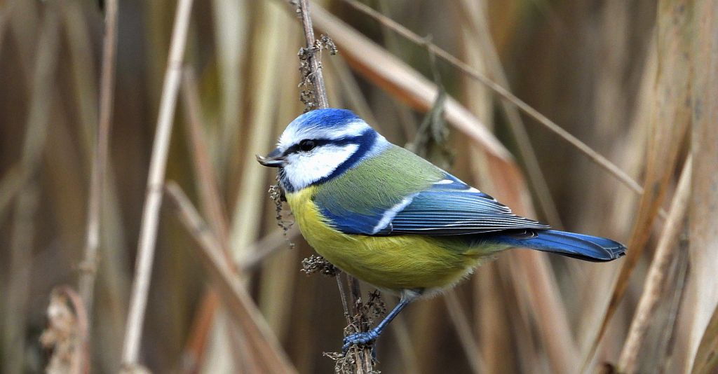 Modraszka zwyczajna, modraszka, sikora modra (Cyanistes caeruleus)