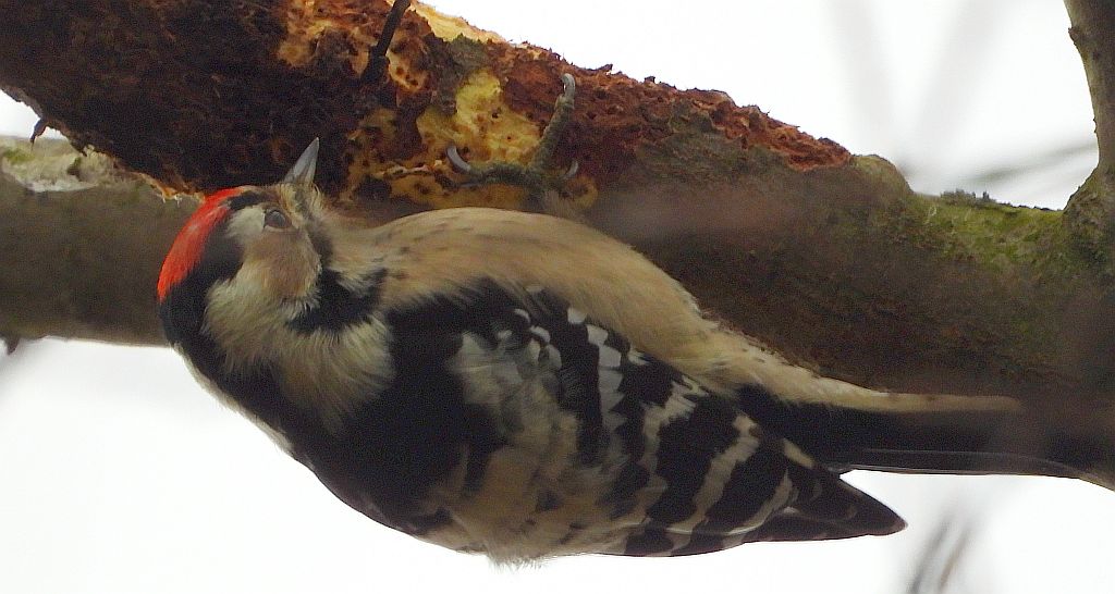 Dzięciołek, dzięcioł mały (Dryobates minor)