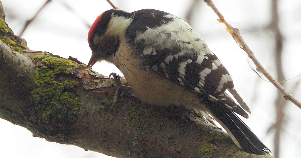 Dzięciołek, dzięcioł mały (Dryobates minor)