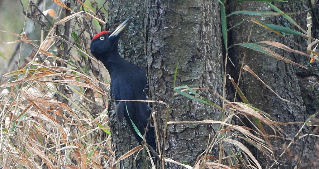 Dzięcioł czarny (Dryocopus martius)