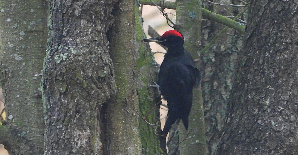 Dzięcioł czarny (Dryocopus martius)