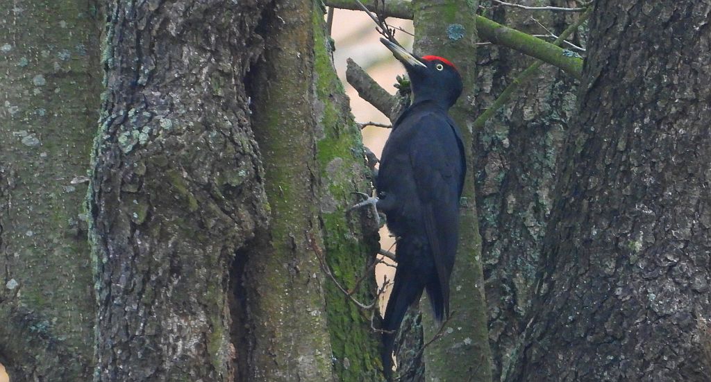 Dzięcioł czarny (Dryocopus martius)
