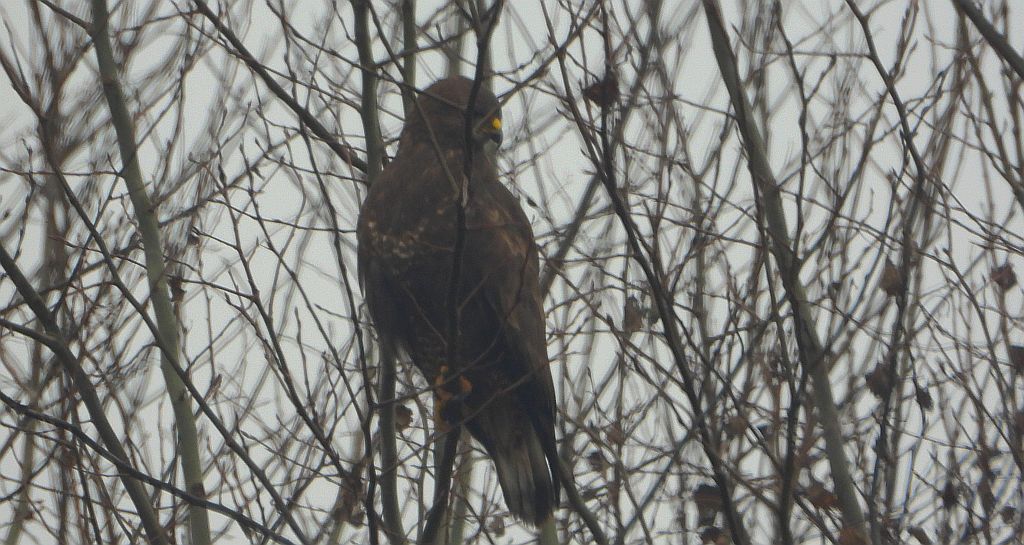 Myszołów zwyczajny, myszołów (Buteo buteo)