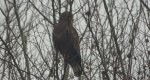 Myszołów zwyczajny, myszołów (Buteo buteo)