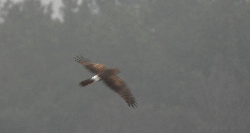 Błotniak zbożowy (Circus cyaneus)