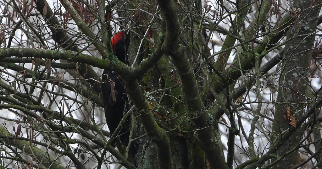Dzięcioł czarny (Dryocopus martius)