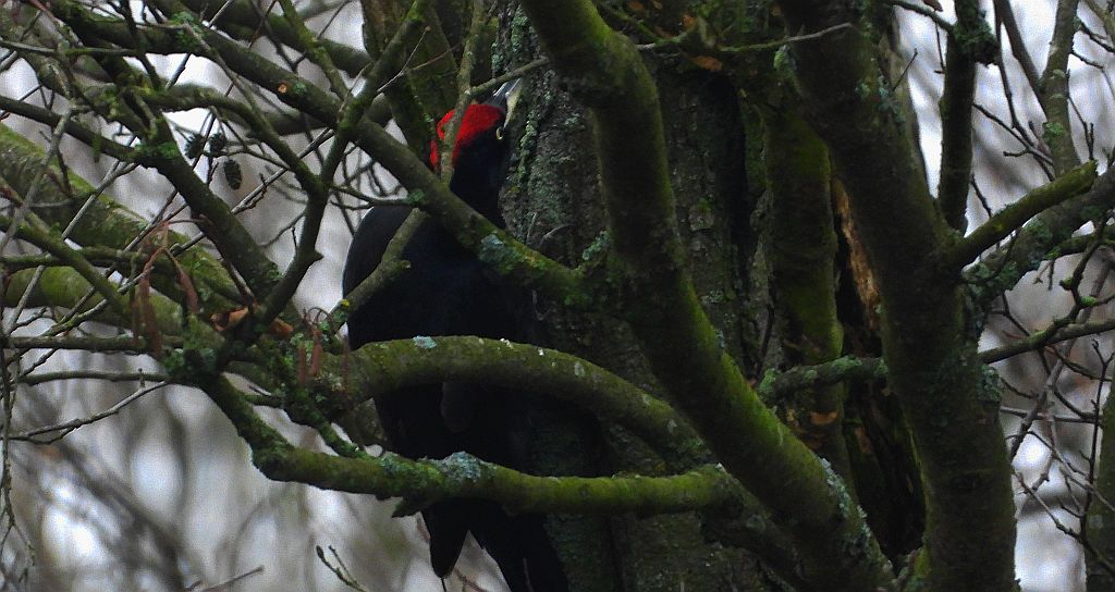 Dzięcioł czarny (Dryocopus martius)
