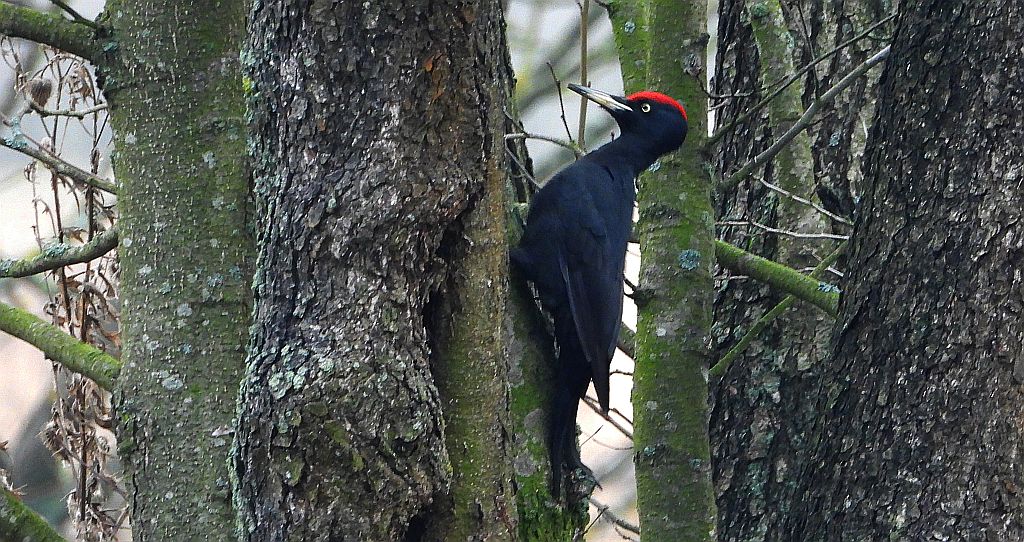 Dzięcioł czarny (Dryocopus martius)