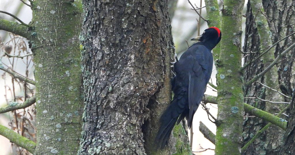 Dzięcioł czarny (Dryocopus martius)