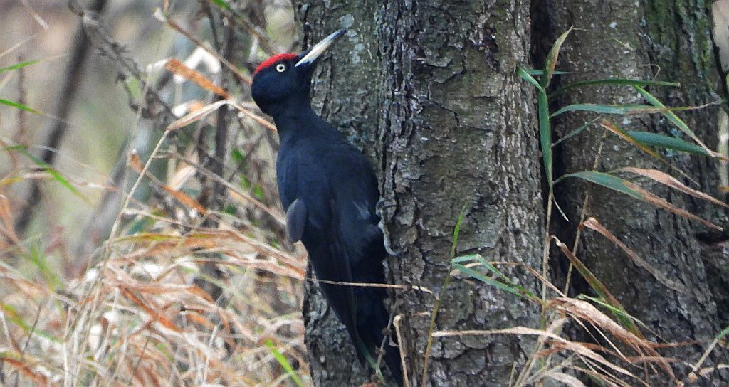 Dzięcioł czarny (Dryocopus martius)